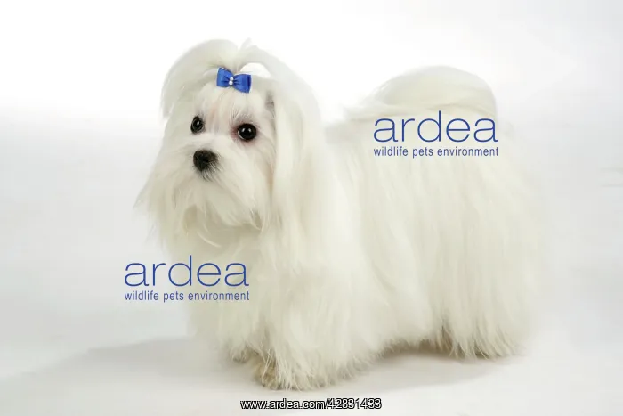 : Dog - Maltese / Bichon Maltaise, wearing hair ribbon : Dog - Maltese / Bichon Maltaise, wearing hair ribbon