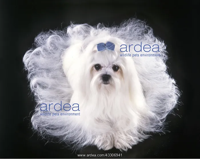 : Dog - Maltese / Bichon Maltaise : Dog - Maltese / Bichon Maltaise