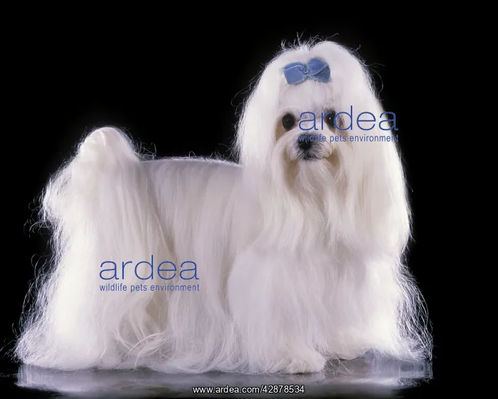 : Dog - Maltese / Bichon Maltaise - With blue ribbon : Dog - Maltese / Bichon Maltaise - With blue ribbon
