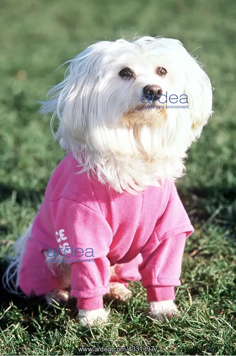 : Dog - Maltese / Bichon Maltaise in jogging suit : Dog - Maltese / Bichon Maltaise in jogging suit