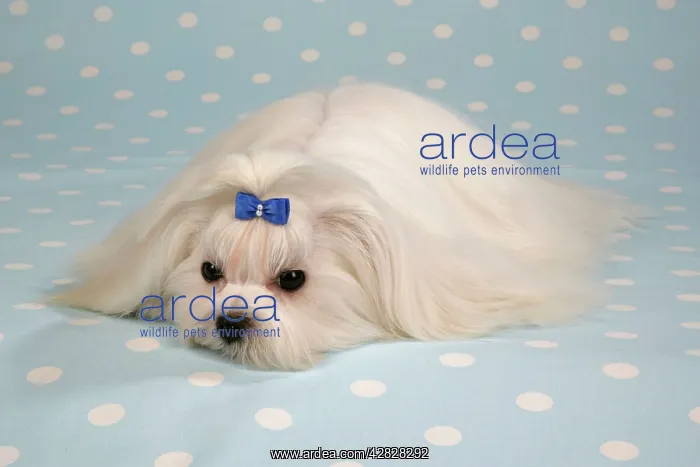 : Dog - Maltese / Bichon Maltaise, lying on blue : Dog - Maltese / Bichon Maltaise, lying on blue
