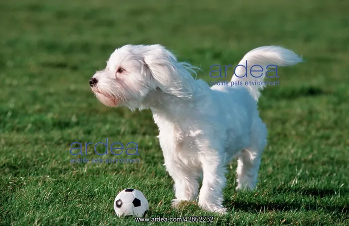 : Dog - Maltese / Bichon Maltaise- playing with football : Dog - Maltese / Bichon Maltaise- playing with football