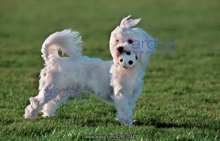 : Dog - Maltese / Bichon Maltaise - playing with football : Dog - Maltese / Bichon Maltaise - playing with football