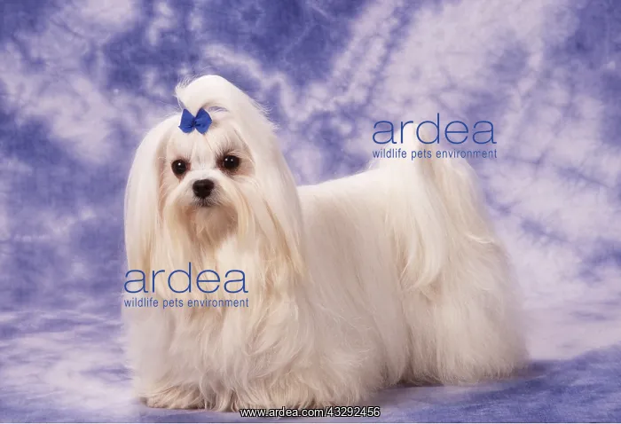 : Dog - Maltese / Bichon Maltaise - in studio : Dog - Maltese / Bichon Maltaise - in studio