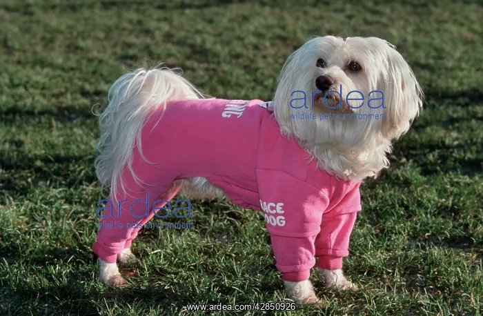 : Dog - Maltese / Bichon Maltaise - wearing jogging : Dog - Maltese / Bichon Maltaise - wearing jogging
