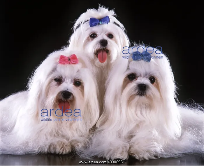 : Dog - Maltese / Bichon Maltaise X 3 : Dog - Maltese / Bichon Maltaise X 3