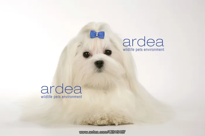 : Dog - Maltese / Bichon Maltiase, wearing hair ribbon : Dog - Maltese / Bichon Maltiase, wearing hair ribbon