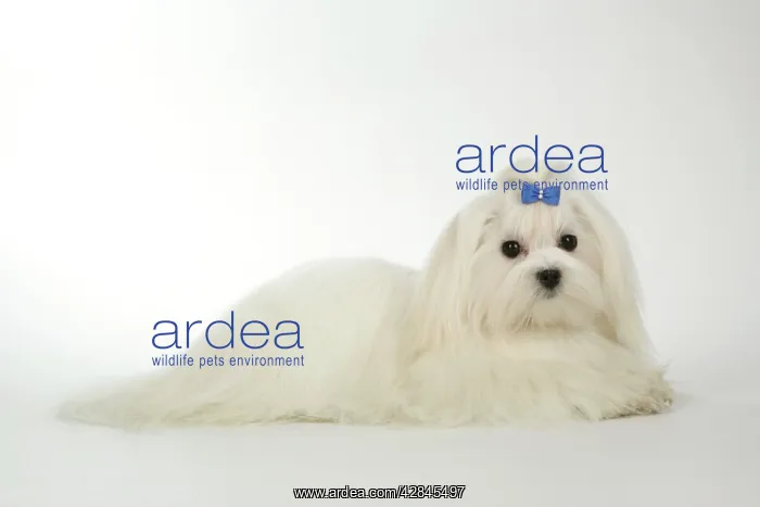 : Dog - Maltese / Bichon Maltiase, wearing hair ribbon : Dog - Maltese / Bichon Maltiase, wearing hair ribbon