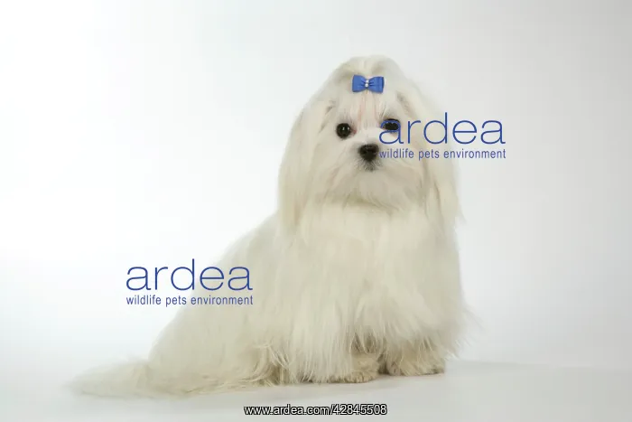 : Dog - Maltese / Bichon Maltiase, wearing hair ribbon : Dog - Maltese / Bichon Maltiase, wearing hair ribbon