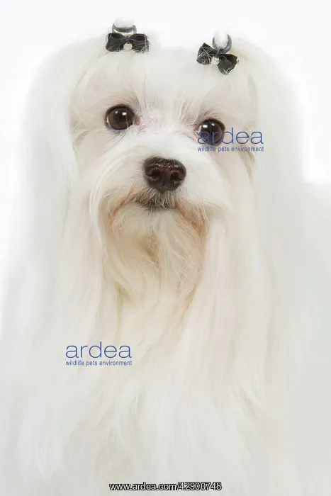  : Dog - Maltese  /  Bichon Maltiase