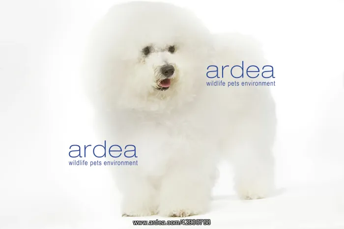 : Dog - Maltese / Bichon Maltiase : Dog - Maltese / Bichon Maltiase