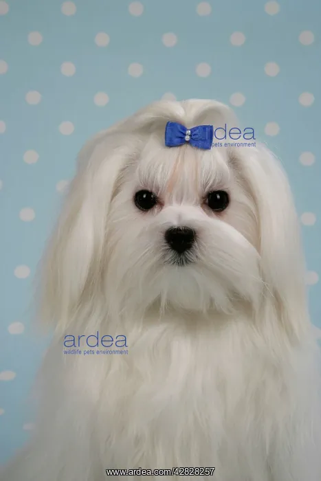 : Dog - Maltese / Bichon Maltiase. Face in close-up : Dog - Maltese / Bichon Maltiase. Face in close-up