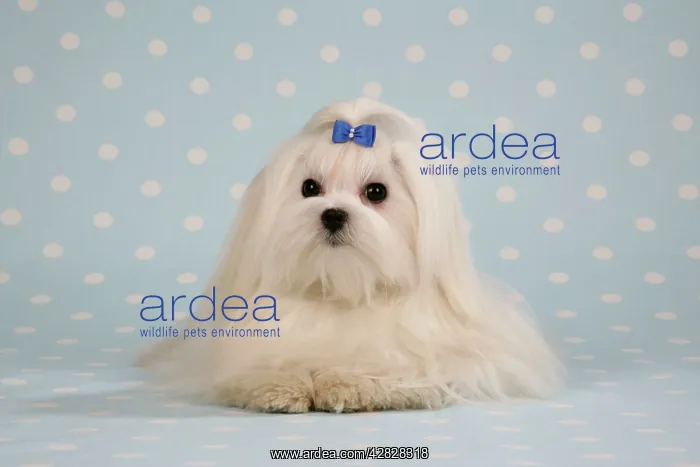 : Dog - Maltese / Bichon Maltiase, lying on blue : Dog - Maltese / Bichon Maltiase, lying on blue