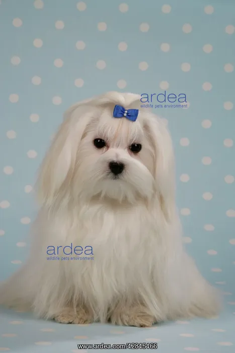  : Dog - Maltese  /  Bichon Maltiase, sitting on blue