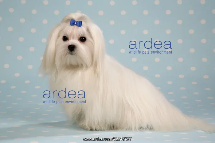 : Dog - Maltese / Bichon Maltiase, sitting on blue : Dog - Maltese / Bichon Maltiase, sitting on blue