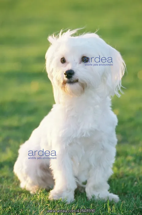  : Dog - Maltese  /  Bichon Maltiase - Sitting upright