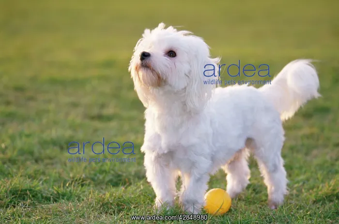 : Dog - Maltese / Bichon Maltiase - side view, with ball : Dog - Maltese / Bichon Maltiase - side view, with ball