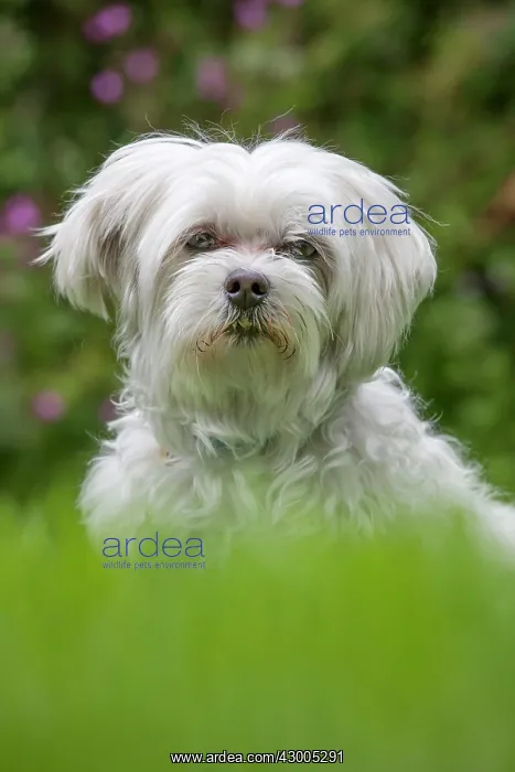  : Dog - Maltese Dog