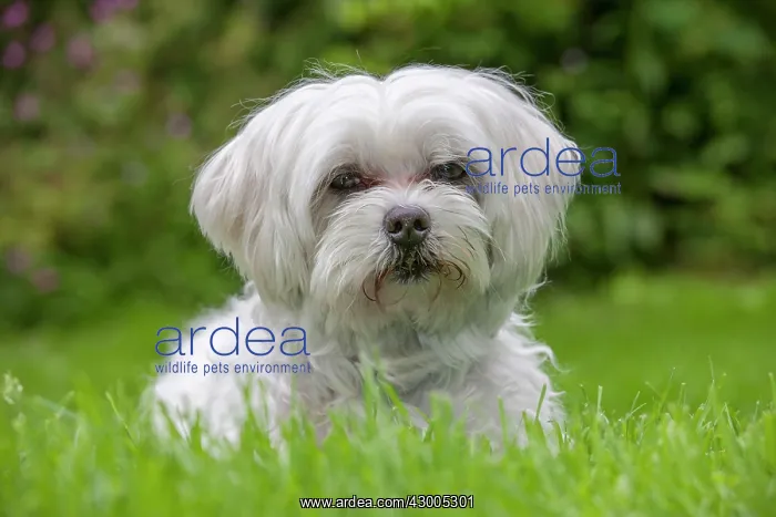  : Dog - Maltese Dog