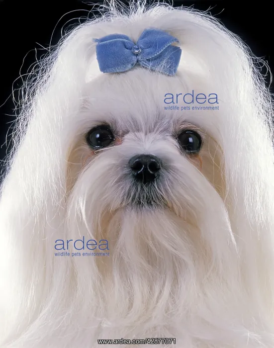 : Dog - Maltese. Also known as Bichon Maltiase : Dog - Maltese. Also known as Bichon Maltiase