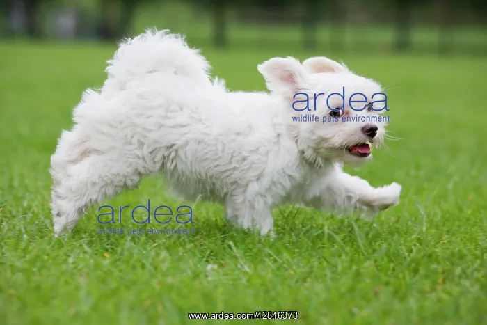  : Dog - Maltese puppy running in garden