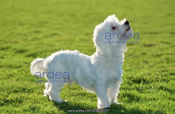  : Dog - Maltese Terrier - Looking upwards
