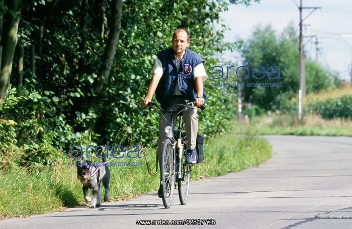  : DOG - Man on bike with Schnauzer Dog