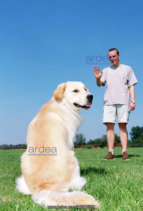  : DOG - man training dog to sit
