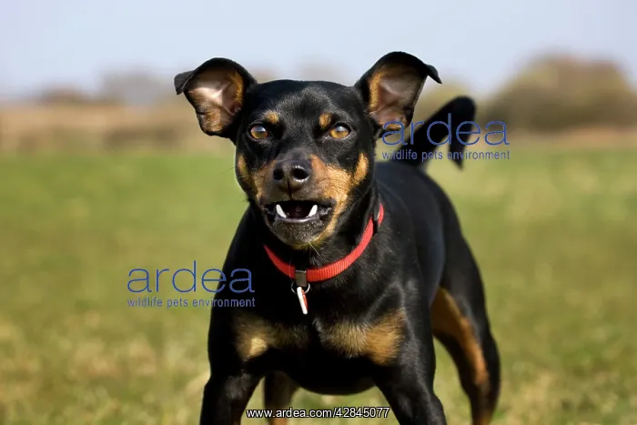 : Dog - Manchester Terrier barking : Dog - Manchester Terrier barking