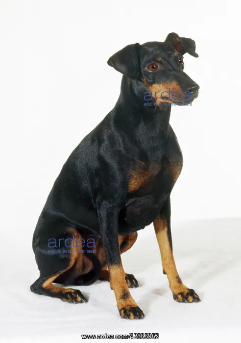 : DOG - Manchester Terrier, sitting-down, studio shot : DOG - Manchester Terrier, sitting-down, studio shot