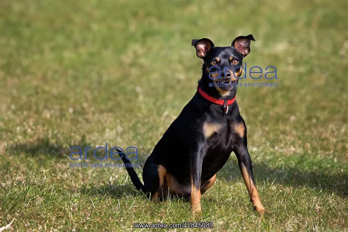 : Dog - Manchester Terrier sitting in garden : Dog - Manchester Terrier sitting in garden