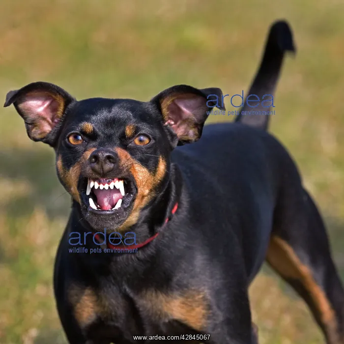 : Dog - Manchester Terrier snarling : Dog - Manchester Terrier snarling