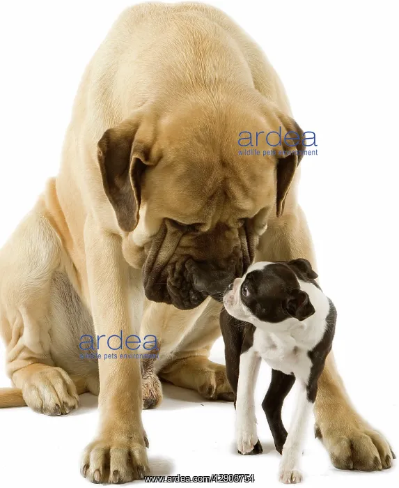  : Dog - Mastif sniffing Boston Terrier in studio