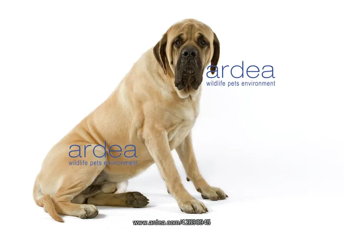  : Dog - Mastiff