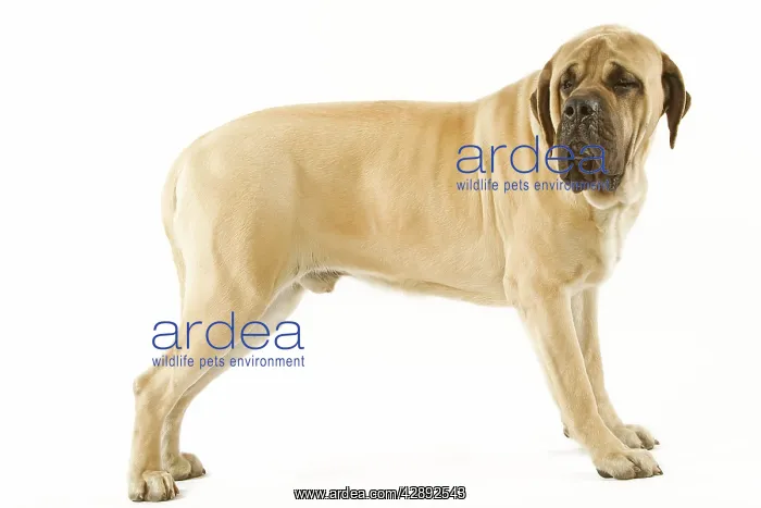  : Dog - Mastiff