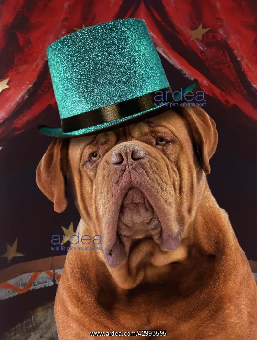 : Dog - Mastiff in a circus : Dog - Mastiff in a circus