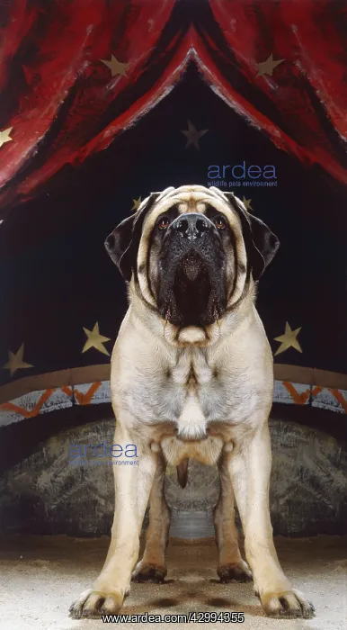  : Dog - Mastiff in a circus