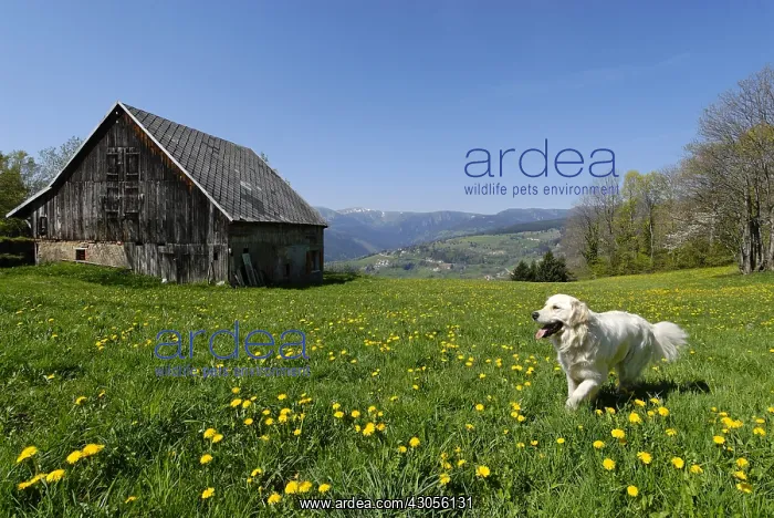 : One dog in a meadow of flowers near an old barn : One dog in a meadow of flowers near an old barn