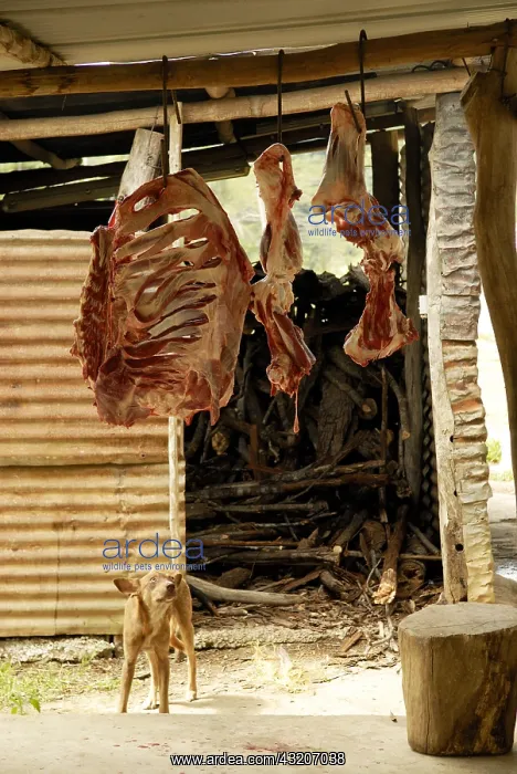 : Dog and meat Tribu Gohapin Caledonia : Dog and meat Tribu Gohapin Caledonia