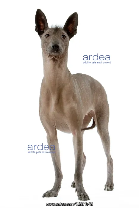 : Dog - Mexican Hairless : Dog - Mexican Hairless