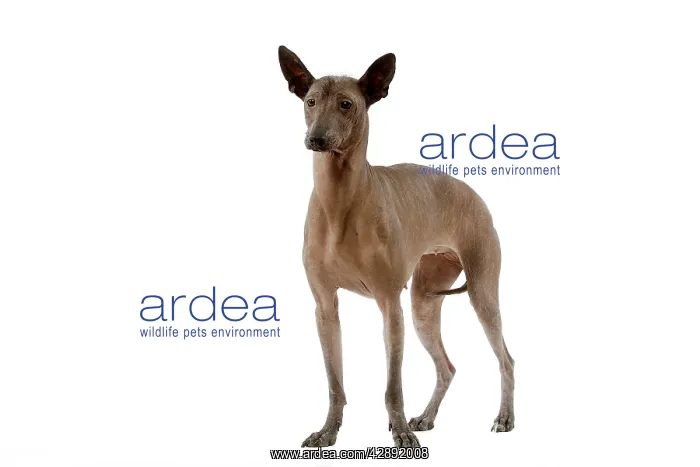  : Dog - Mexican Hairless
