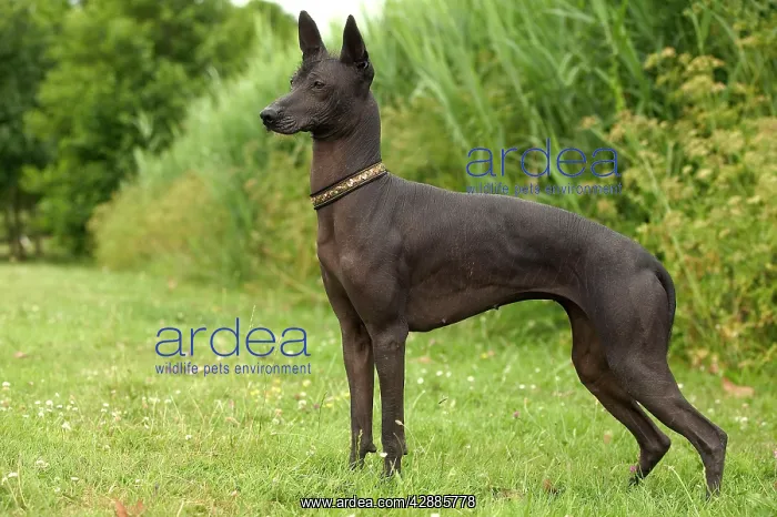  : DOG - Mexican Hairless, standing, side view