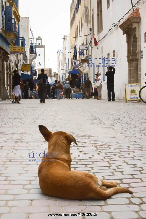 : Dog in the middle of a street in the medina in Essaouira : Dog in the middle of a street in the medina in Essaouira