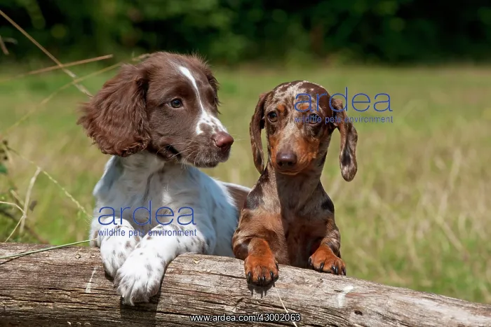 : Dog - Mini Dachshunds : Dog - Mini Dachshunds