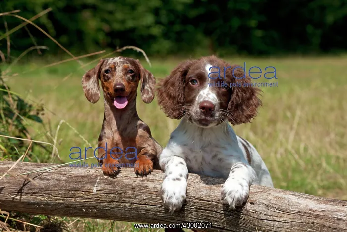 : Dog - Mini Dachshunds : Dog - Mini Dachshunds