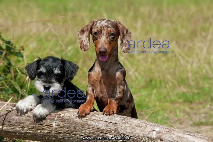 : Dog - Mini Dachshunds : Dog - Mini Dachshunds