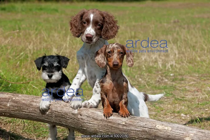 : Dog - Mini Dachshunds : Dog - Mini Dachshunds
