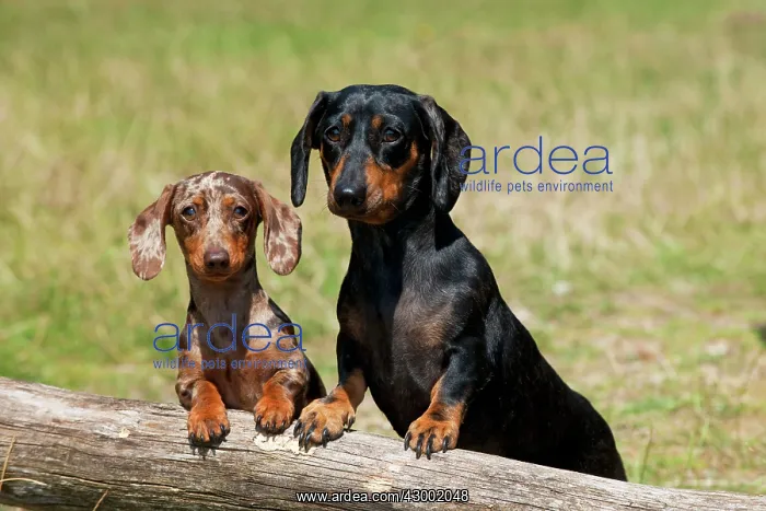  : Dog - Mini Dachshunds - smooth