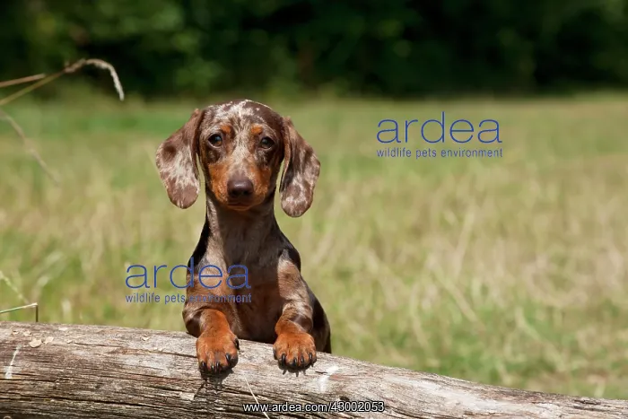 : Dog - Mini Dachshunds - smooth : Dog - Mini Dachshunds - smooth