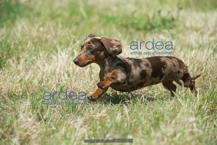 : Dog - Mini Dachshunds - smooth running in a field : Dog - Mini Dachshunds - smooth running in a field
